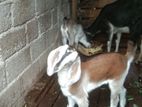 Female Goats