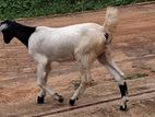 female goats