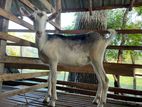 Female Goats
