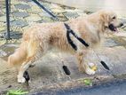 Female Golden retriever For Sale