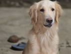 Female Golden Retriever Dog