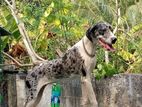 Female Great Dane Dog