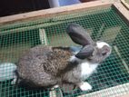 Female Hawaiian Rabbit