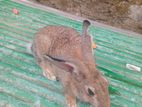 Female Rabbit