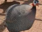 Female Helmeted Guine Fowl