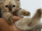 Female Himalayan Kitten