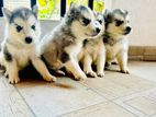 Female Husky Puppy