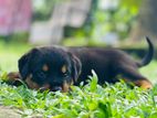 Female Rottweiler