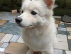 Female Japanese Spitz for Crossing