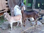 Farm Goats