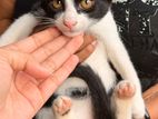 Kitten for Kind Home