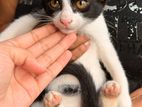 Female Kitten for Kind Home