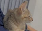 Female Kitten for Kind Home