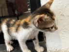 Female Kitten for Kind Home