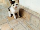 Female Kitten for Kind Home