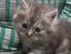 Persian Cat
