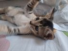 Female Kitten for Kind Home