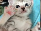 Female Cat for Kind Home