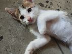 Female Kitten for Kind Home