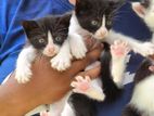 Female Kittens for A Kind Home