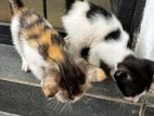 Female Kittens for Kind Home