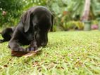 Labrador Female Dog