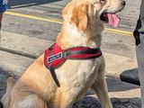 Female Labrador Golden Retriever