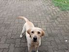 Female Labrador Retriever