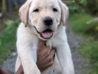 Female Labrador Retriever Puppy