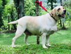 Female Labrador