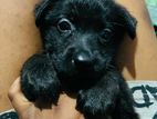 Female Labrador Cross Puppy