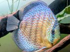 Female leopard Discus