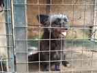 Female Lion Pomareninan Dog