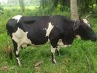 Female milk cow