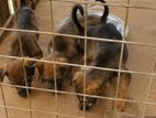 Female Dog for Kind Home