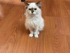 Female Persian Cat 4 months old