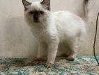 Female Persian Cat