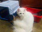 Female Persian Cat