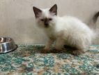 Female Persian Cat
