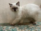 Female Persian Cat