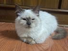 Female Persian Cat