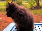 Female Persian Cat