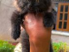 Female Persian Cat