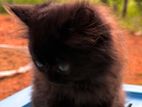 Female Persian Cat