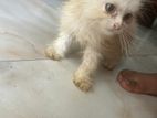 female Persian