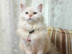 Female Persian Cat