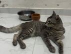 Female Persian Kittens