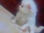 Female Persian