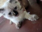 female Persian kitten