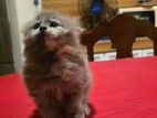 Female Persian Kitten